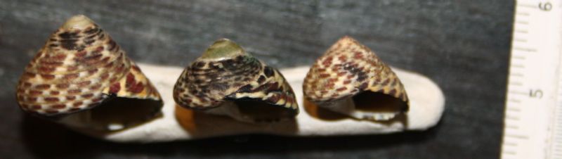 da determinare: Osilinus turbinatus